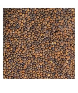 Seeds germinate - Roquette BIO, 100 g